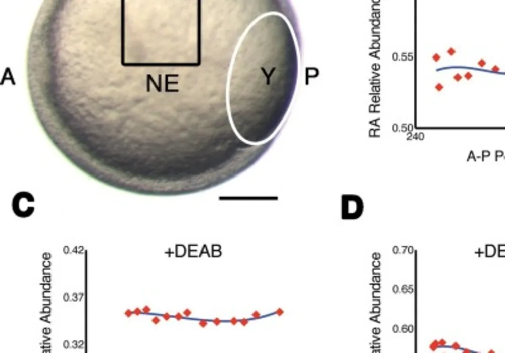 Measuring RA gradients in zebrafish embryos with Phasor-FLIM