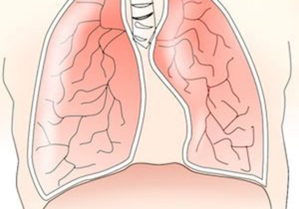 Graphic of lungs and diaphragm, credit Pixabay