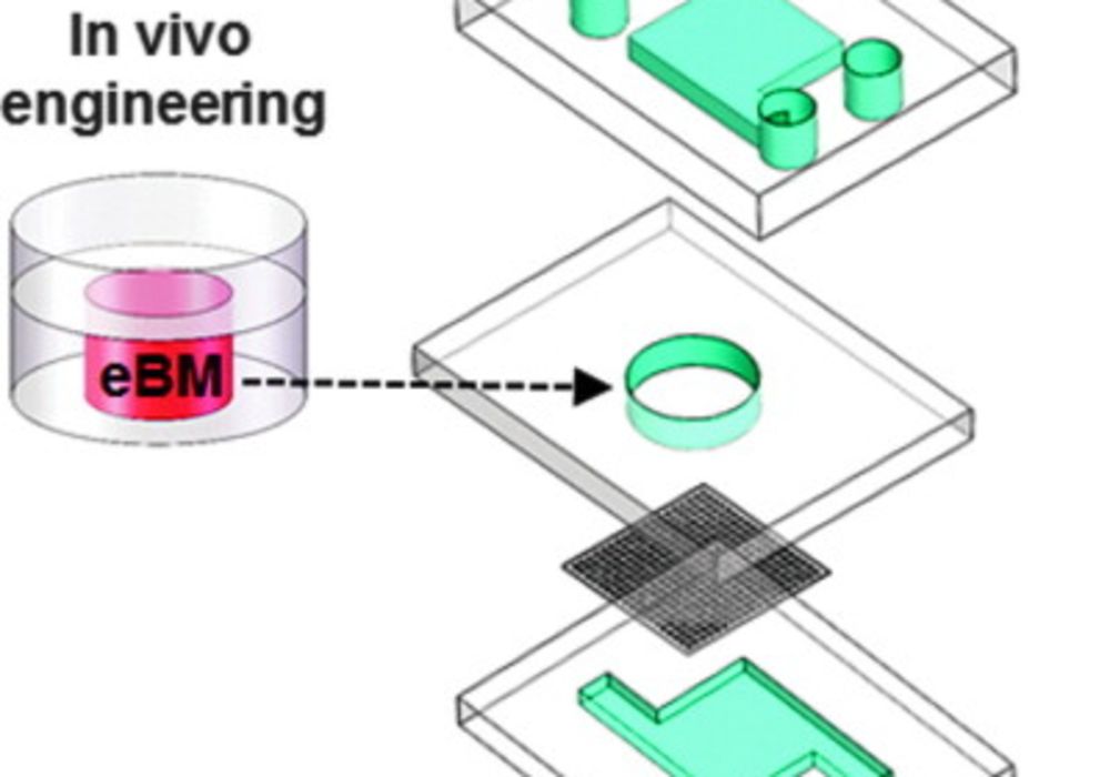 Bone marrow-on-a-chip microdevice. eBM that is formed in a PDMS device in vivo is placed into a similar shaped central chamber of a microfluidic system for in vitro perfusion culture. Middle, bone marrow-on-a-chip microdevice used to culture the eBM in vi