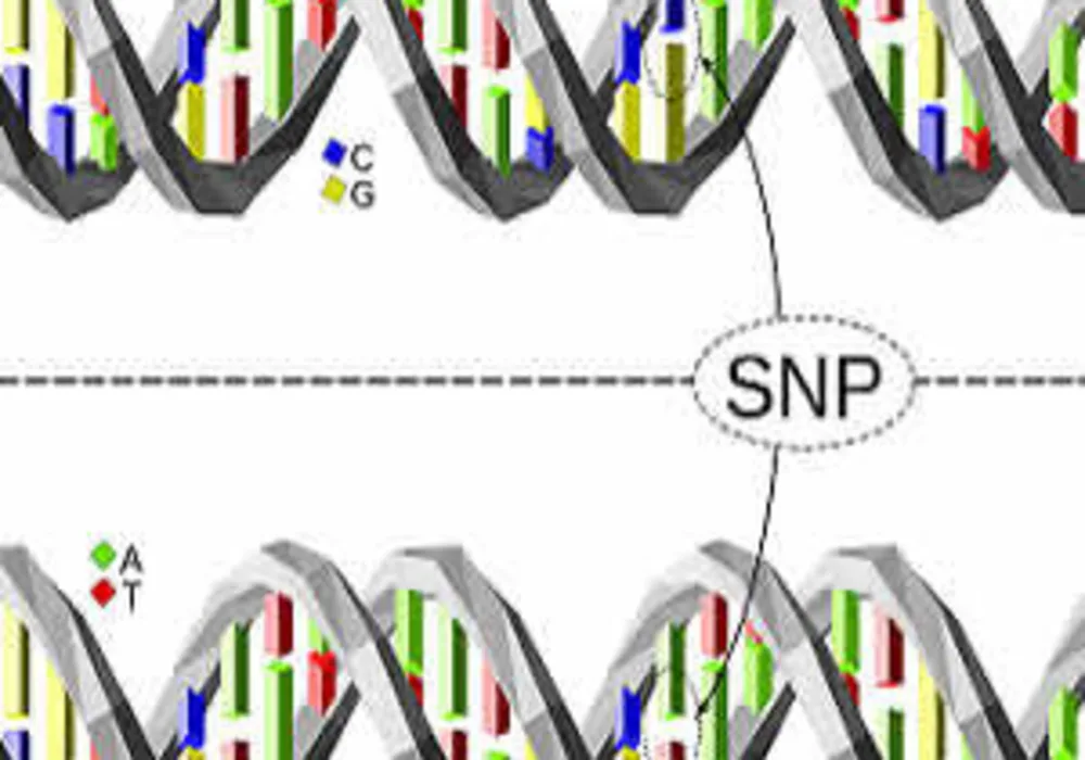 New Genetic Tool Identifies Risk of Coronary Heart Disease