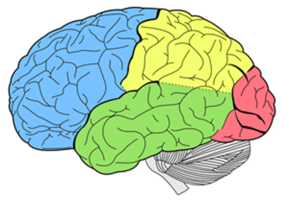 Tau PET Images Correspond to Actual Brain Changes in Alzheimer&rsquo;s Disease