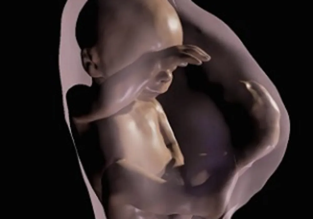 A 3-D virtual model MRI view of fetus at 26 weeks.