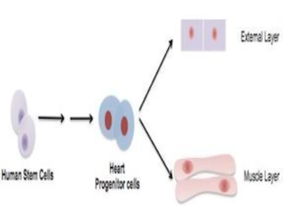 Heart progenitors cells derived from human stem cells can be further specified to heart cells belong to external layer or muscle layer of a human heart.