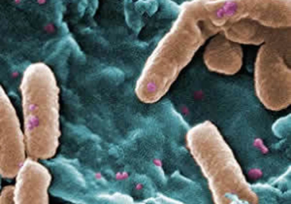 New Treatment for Antibiotic Resistant Bacteria 