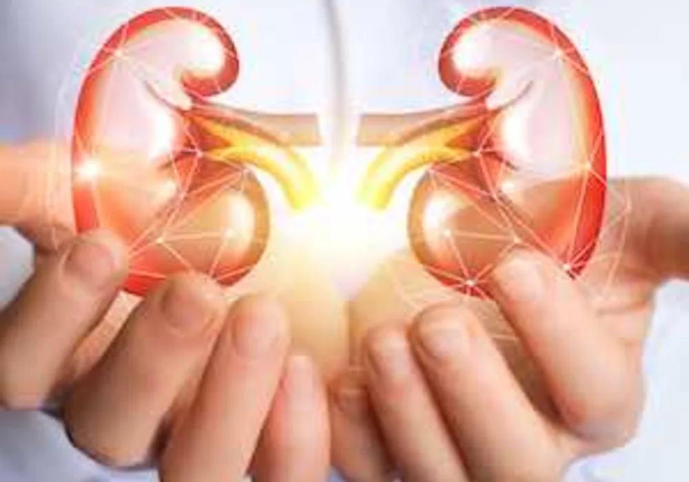 Doctor holding image of kidneys, credit iStock.