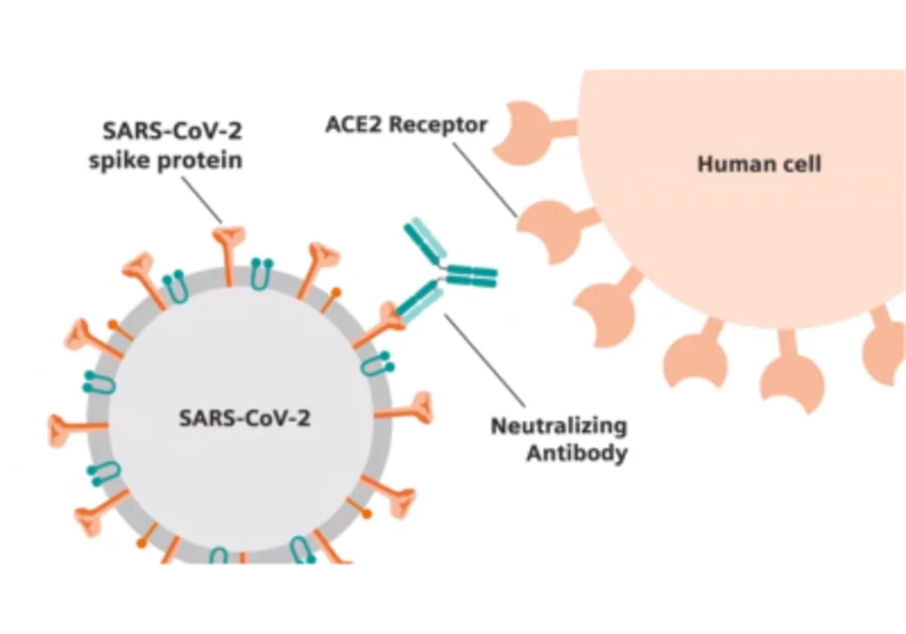 Siemens Healthineers Collaboration with CDC to standardize SARS-CoV-2 assays