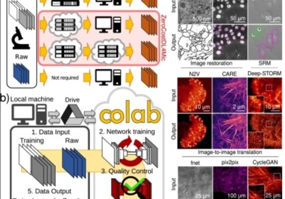 AI for Microscopy Images