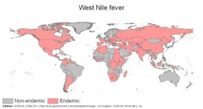 west_nile_fever.jpg