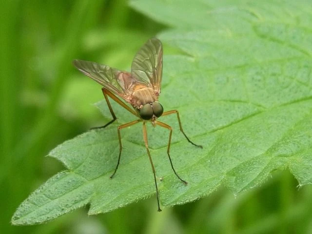 Mosquitoes Reared in Cooler Temperatures More Susceptible to Viruses that can Affect Human Health