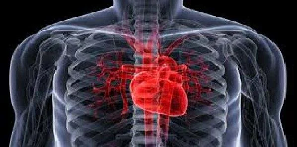 Heart Attack: Stem Cells May Enhance Cardiac Repair