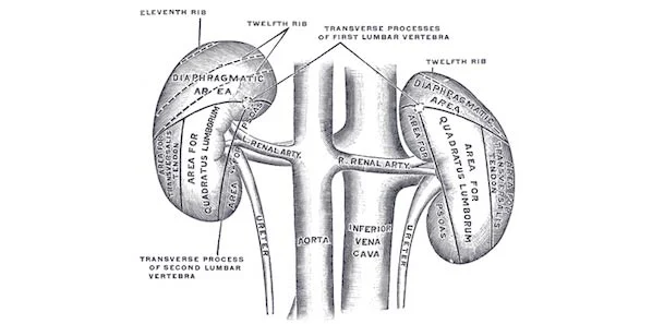 CKD Research Could Benefit From Changes To Progression Measurements