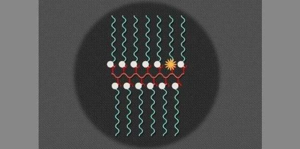 Nanoparticles Perform MRI, Fluorescent Imaging