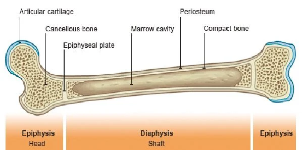 Assessing Fracture Risk from Bone Radiotherapy