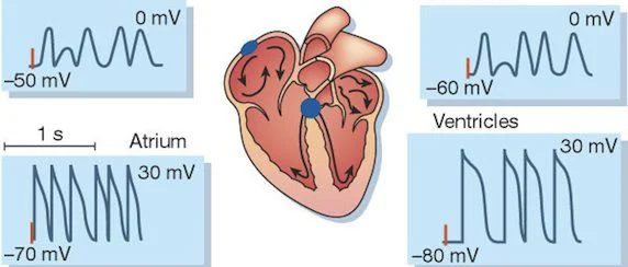 Electrical Energy Treatment for Atrial Fibrillation Potentially Viable Alternative to Medication