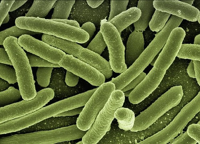Research Targets Bacteria Behind Hospital-associated Infections