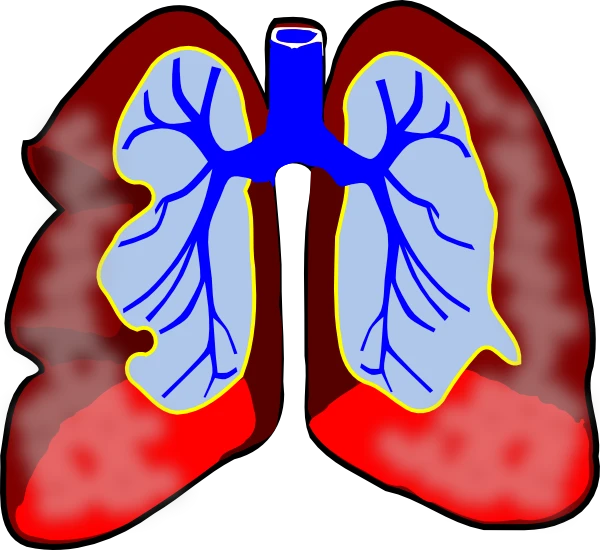 lungs.png