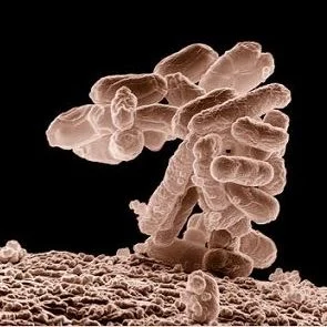 E. coli bacteria