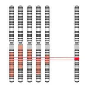 Gene Mapping  