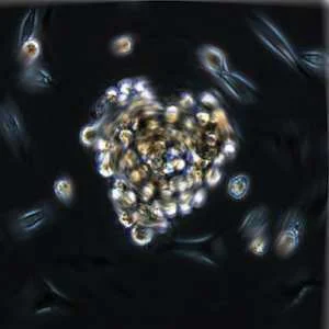 Cardiac stem cells isolated from mouse hearts