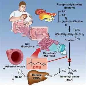 Drugging the gut microbiota with a nonlethal inhibitor that blocks production of the metabolite trimethylamine. 