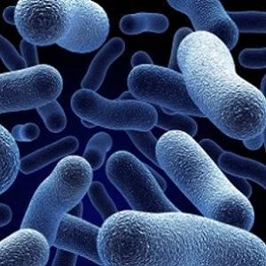 Clostridium difficile