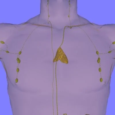 Photo: Anterior view of chest showing location and size of adult thymus (Source: https://commons.wikimedia.org/wiki/Main_Page)