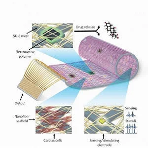 A remotely regulated living bionic heart is pictured and an integrated electronic system that provides enhanced capabilities, such as online sensing of heart contraction, and pacing when needed