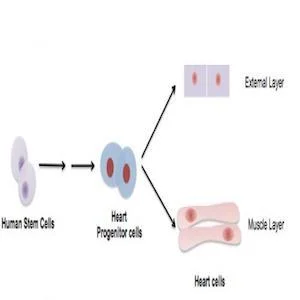 Heart progenitors cells derived from human stem cells can be further specified to heart cells belong to external layer or muscle layer of a human heart.