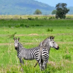 #EUSEM18: Is it a zebra, horse or chameleon? Diagnostic reasoning in the ED