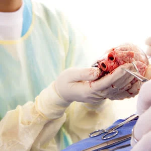 How Ethical is a Pig Heart Transplant? 