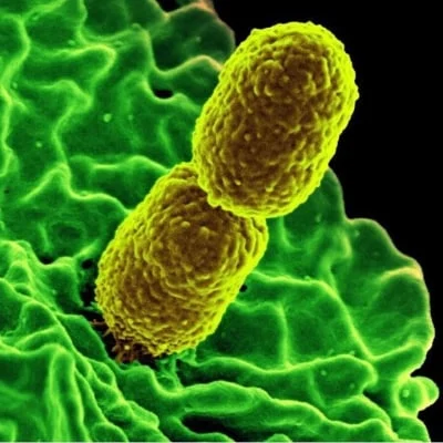 Rise of Hypervirulent Antibiotic-Resistant Bacteria in Europe