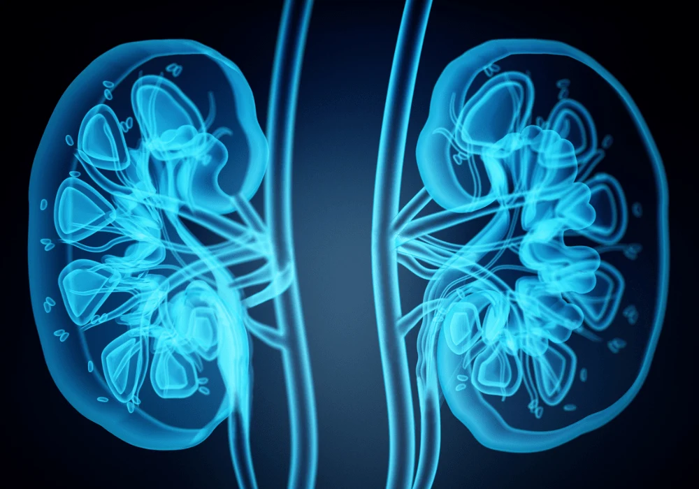 Deep Learning in Renal CT: Automating Kidney Measurements