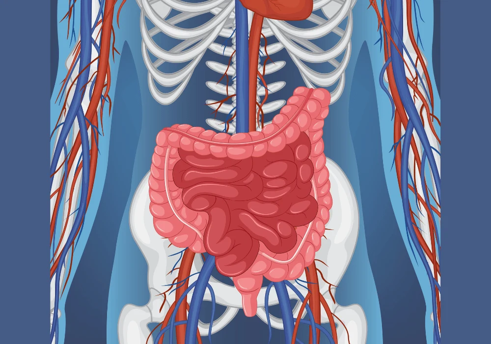 X-ray Illustration of Human Body &ndash; Internal Organs and Anatomy Visual Guide
