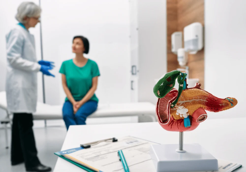Digestive system model in doctor&#039;s office with patient consultation in the background&nbsp;