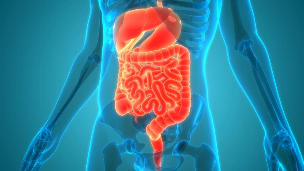 3D illustration of the human digestive system highlighting stomach, small and large intestines&nbsp;