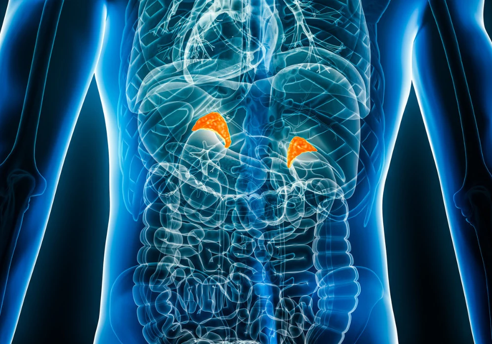 3D medical illustration showing adrenal glands above the kidneys&nbsp;