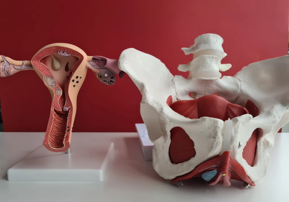  Anatomical models of the female reproductive system and pelvis used for gynaecology education and women&rsquo;s health training.&nbsp;
