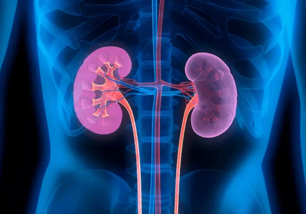 3D medical illustration of human kidneys and urinary system anatomy.&nbsp;
