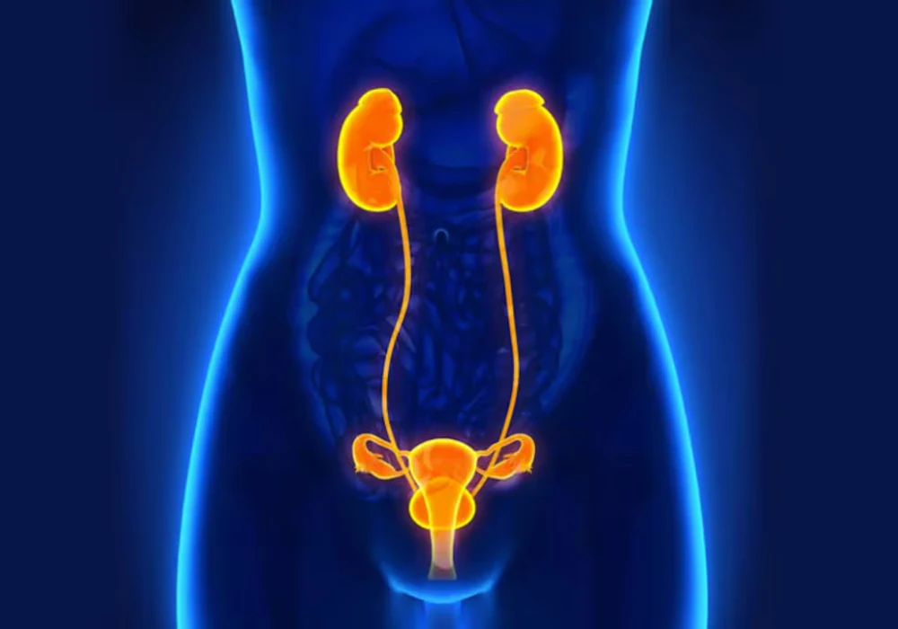 3D medical illustration of the female urinary&nbsp;and reproductive&nbsp;systems.&nbsp;