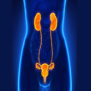 3D medical illustration of the female urinary&nbsp;and reproductive&nbsp;systems.&nbsp;
