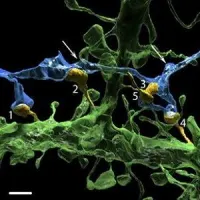 one axon (blue) innervates 5 dendritic spines (orange, labeled 1&ndash;5)