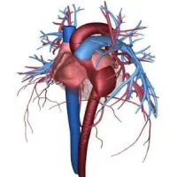 The Heart Circulatory System 