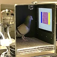 pigeons&rsquo; conditioning chamber 