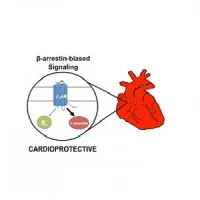 Selective activation of the beta2-adrenergic receptor (beta2AR) by a beta-arrestin-biased pepducin promotes activation of a beta-arrestin signaling pathway that is cardioprotective.