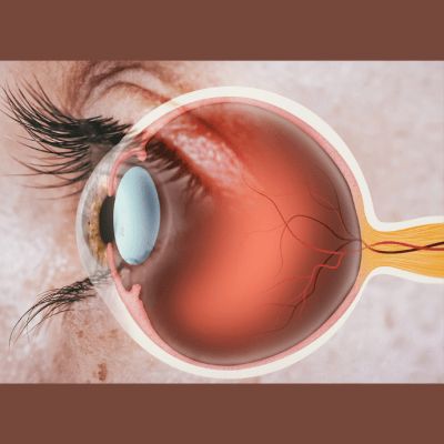 AI-Assisted Ophthalmic Imaging: Enhancing Retinal Cellular Visualisation AI-Assisted Ophthalmic Imaging: Enhancing Retinal Cellular Visualisation