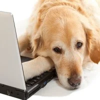 pet health portals