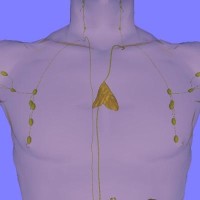 Photo: Anterior view of chest showing location and size of adult thymus (Source: https://commons.wikimedia.org/wiki/Main_Page)