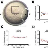 Measuring RA gradients in zebrafish embryos with Phasor-FLIM