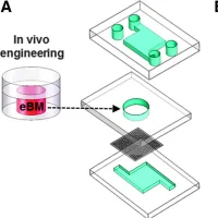 Bone marrow-on-a-chip microdevice. eBM that is formed in a PDMS device in vivo is placed into a similar shaped central chamber of a microfluidic system for in vitro perfusion culture. Middle, bone marrow-on-a-chip microdevice used to culture the eBM in vi