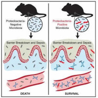 This visual abstract depicts the findings of Wilmore et al., who demonstrate a role for serum IgA in protection against polymicrobial sepsis. Induction of protective concentrations of T cell dependent serum IgA requires colonization of the gut with a comp